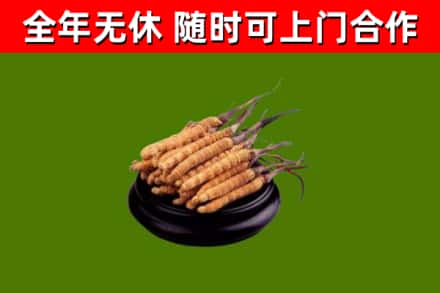 南平回收冬虫夏草