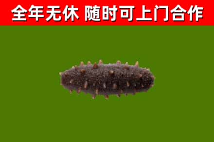 南平回收海参干